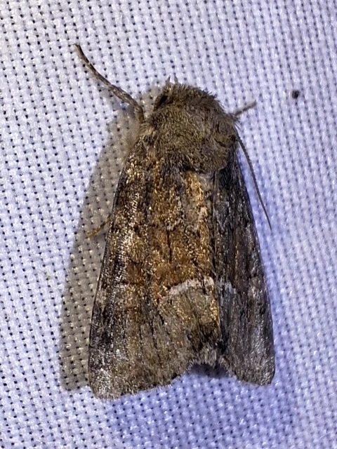 Oligia strigilis/latruncula/versicolor