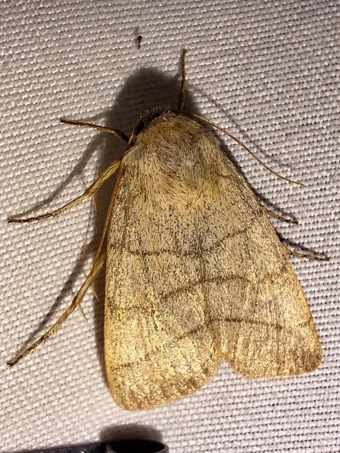 Charanyca trigrammica - háromsávos lombbagoly