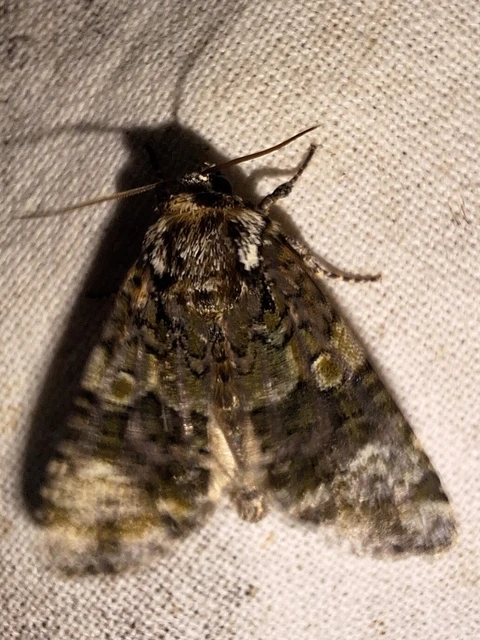 Craniophora ligustri - fagyalbagoly