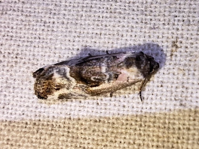 Hapalotis venustula - rózsaszínű mázasbagoly