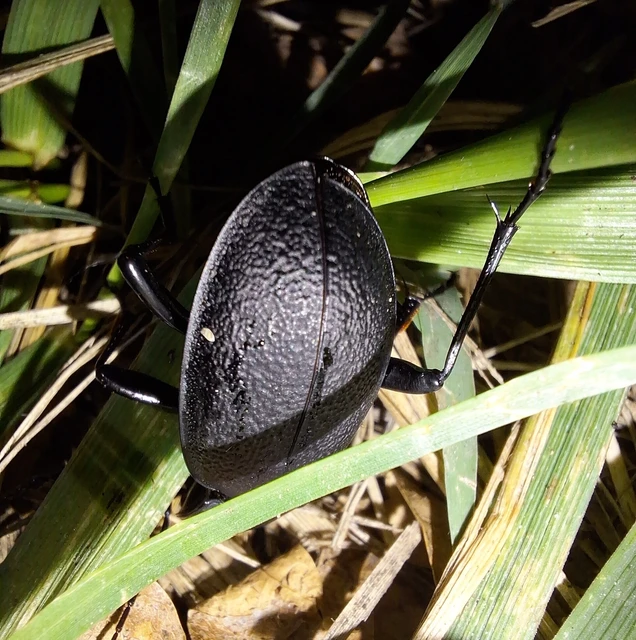 Carabus coriaceus - bőrfutrinka Carabus coriaceus - bőrfutrinka