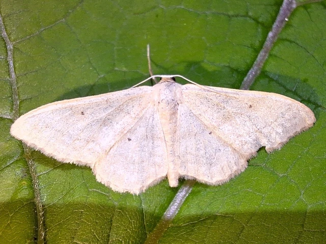 Idaea deversaria - egyszínű sávosaraszoló