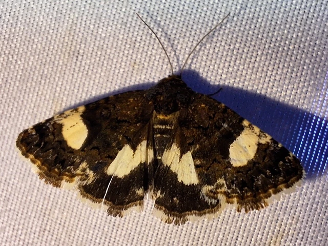 Tyta luctuosa - fekete nappalibagoly