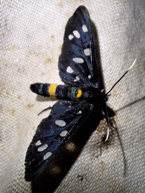 Amata phegea - fehérpettyes álcsüngőlepke