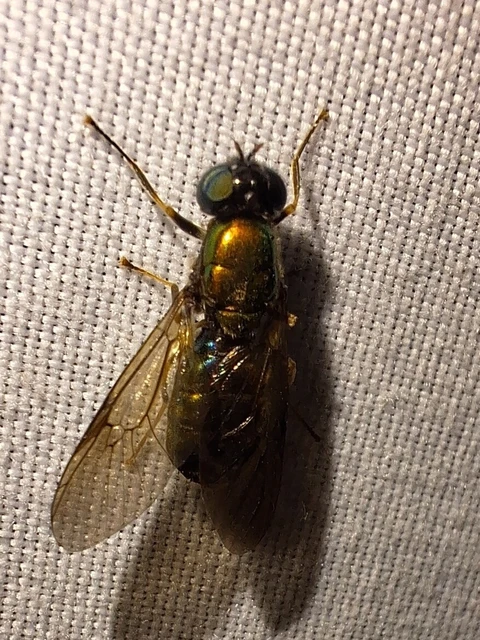 Diptera - Kétszárnyúak Diptera - Kétszárnyúak