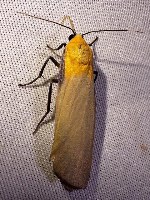 Lithosia quadra - négypettyes zuzmószövő