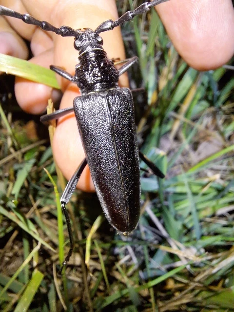 Cerambyx cerdo - nagy hőscincér