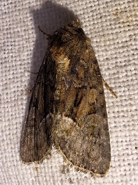 Oligia strigilis/latruncula/versicolor