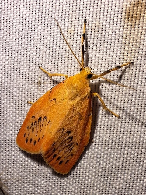 Miltochrista miniata - piros medvelepke