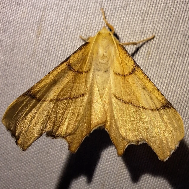 Ennomos erosaria - hársfa-levélaraszoló