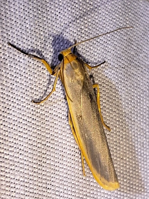 Eilema complana - közönséges zuzmószövő