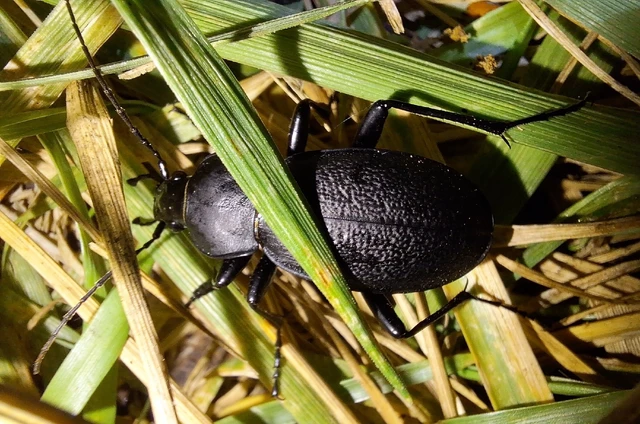 Carabus coriaceus - bőrfutrinka Carabus coriaceus - bőrfutrinka
