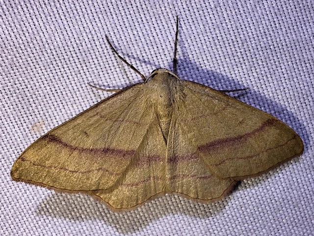 Rhodostrophia vibicaria - pirosszélű araszoló