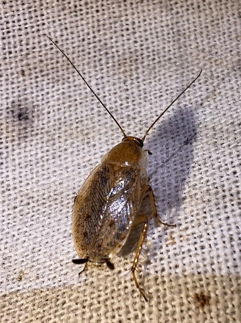 Blattodea - Csótányok Blattodea - Csótányok