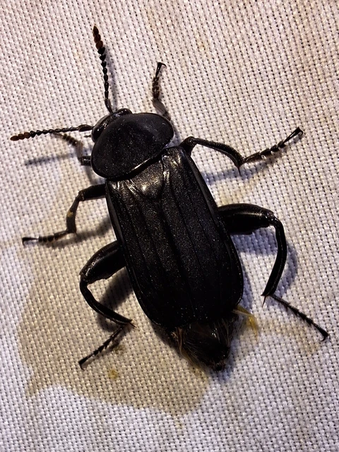 Necrodes littoralis - nagy dögbogár