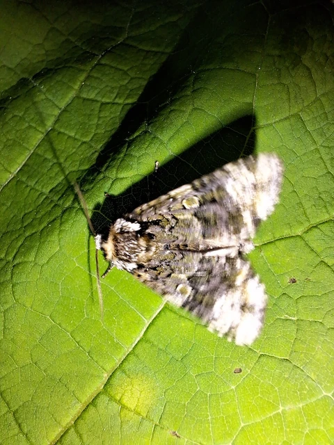 Craniophora ligustri - fagyalbagoly