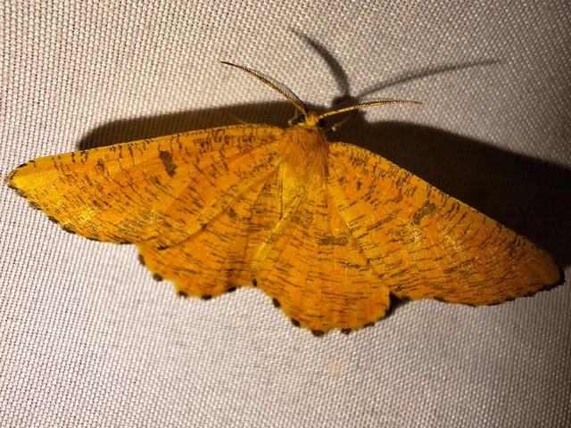 Angerona prunaria - sárga kökényaraszoló