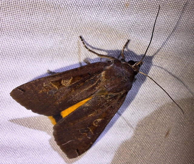 Noctua pronuba - nagy sárgafűbagoly