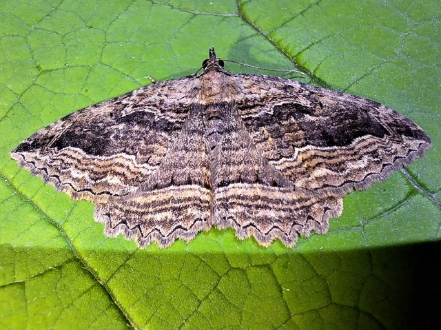 Philereme transversata - varjútövis-araszoló