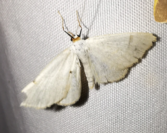 Scopula