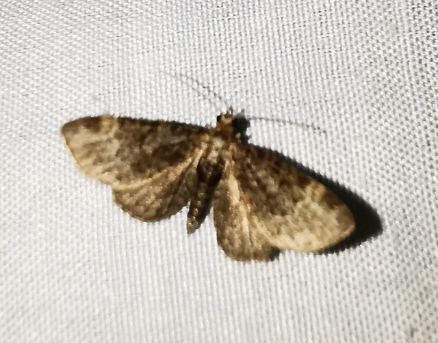 Pasiphila rectangulata - almavirág-araszoló