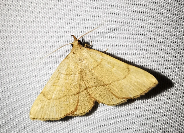 Paracolax tristalis - sárgás karcsúbagoly