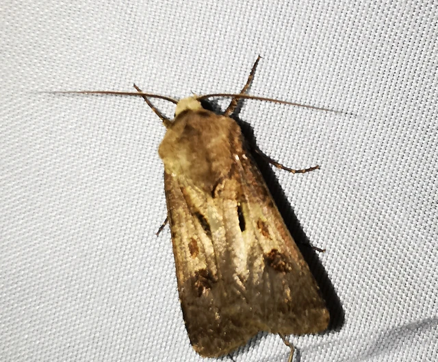 Agrotis exclamationis - felkiáltójeles földibagoly