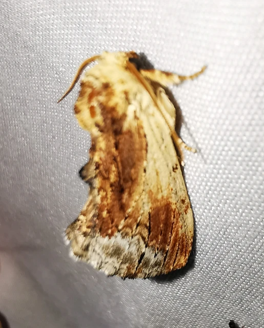 Ptilodon cucullina - csuklyás púposszövő