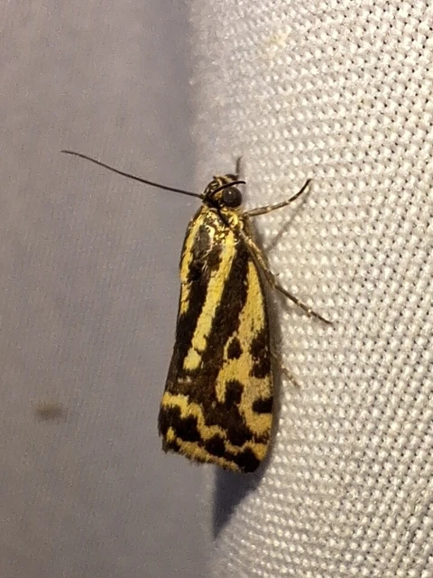 Emmelia trabealis - zebrabagoly