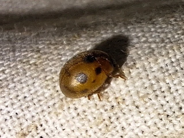 Cynegetis impunctata - pázsitfűböde