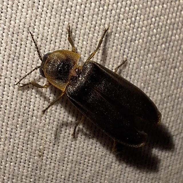 Lampyris noctiluca - nagy szentjánosbogár