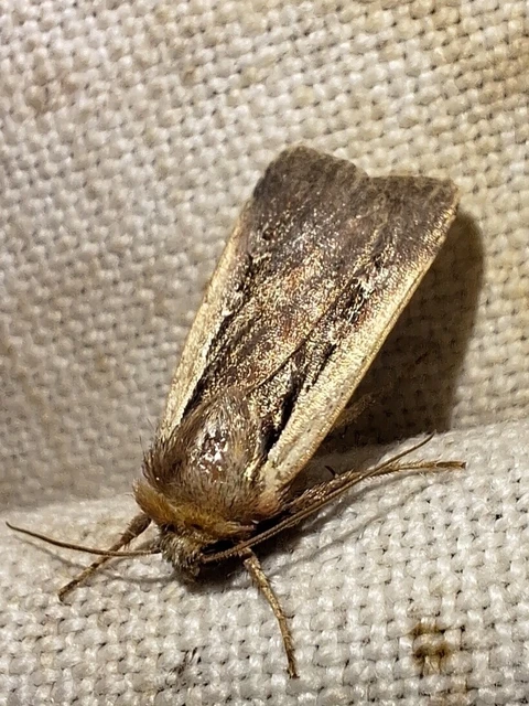 Ochropleura plecta - fehérszegélyű fűbagoly