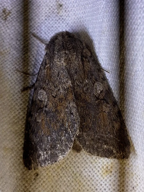 Apterogenum ypsillon - ipszilon-erdeibagoly