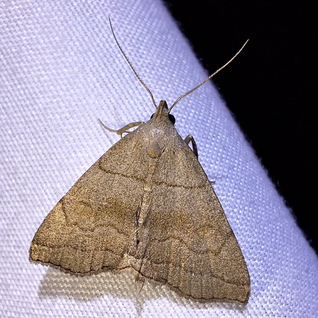 Herminia tarsicrinalis - szőröslábú karcsúbagoly