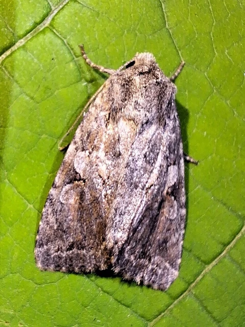 Apterogenum ypsillon - ipszilon-erdeibagoly