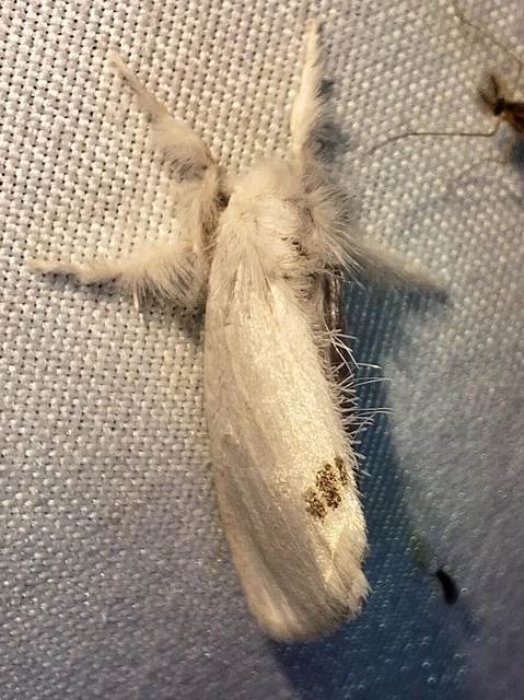 Sphrageidus similis - sárgafarú szövő