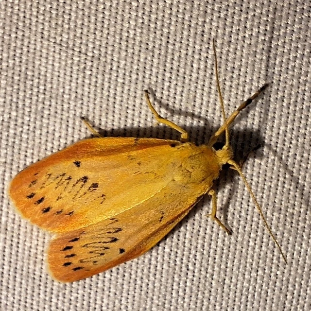 Miltochrista miniata - piros medvelepke