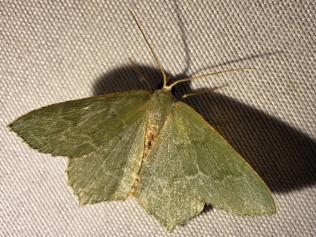 Hemithea aestivaria - nyír-zöldaraszoló