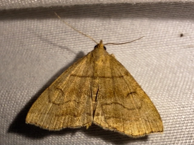 Herminia tarsicrinalis - szőröslábú karcsúbagoly