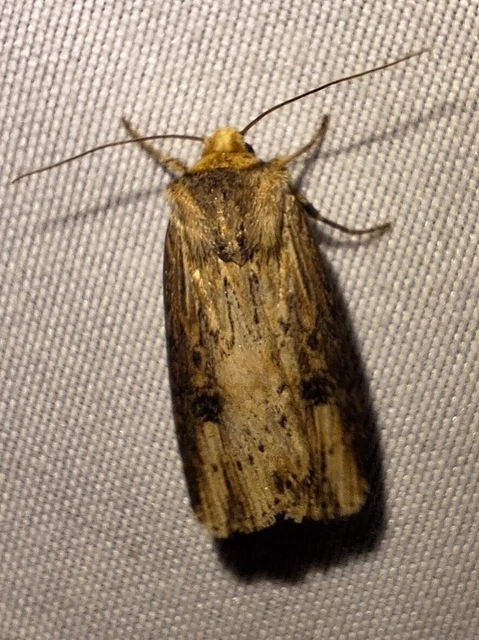 Axylia putris - vonalkás földibagoly