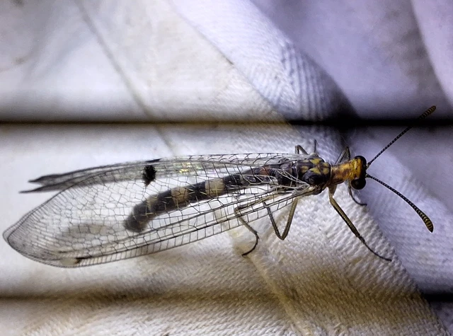Megistopus flavicornis - kétfoltos hangyaleső