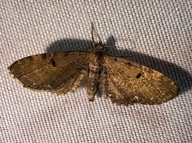 Eupithecia