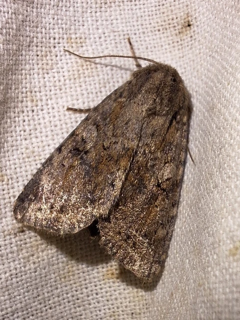 Apterogenum ypsillon - ipszilon-erdeibagoly