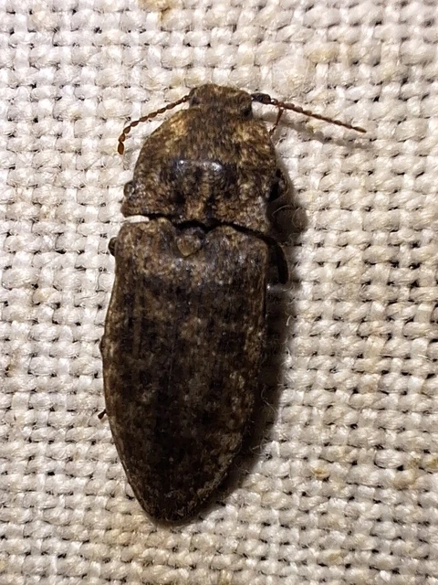 Agrypnus murinus - egérszínű pikkelyespattanó