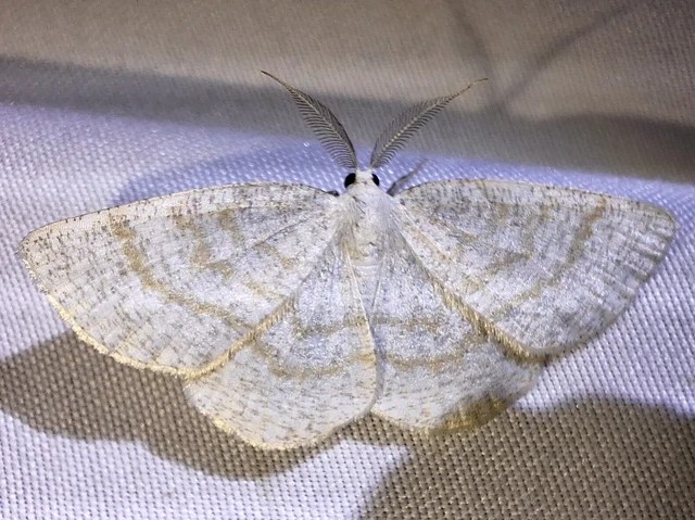 Cabera exanthemata - pettyes égeraraszoló