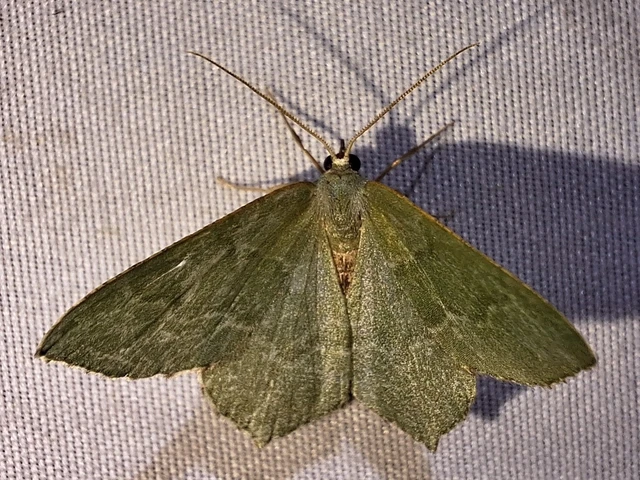 Hemithea aestivaria - nyír-zöldaraszoló