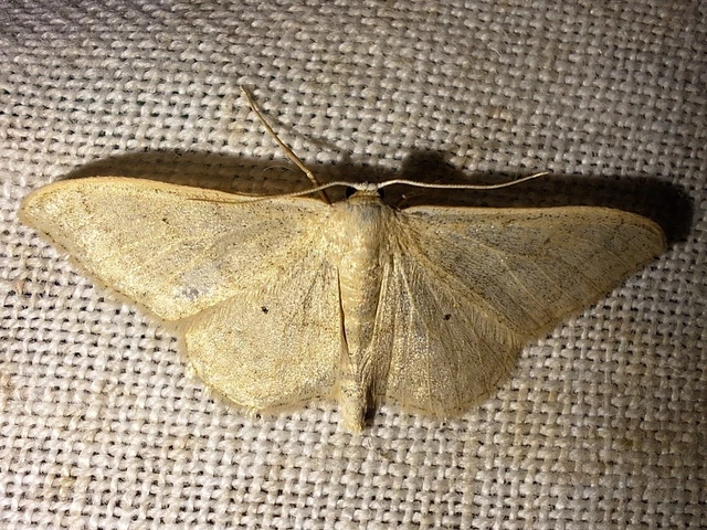 Idaea deversaria - egyszínű sávosaraszoló
