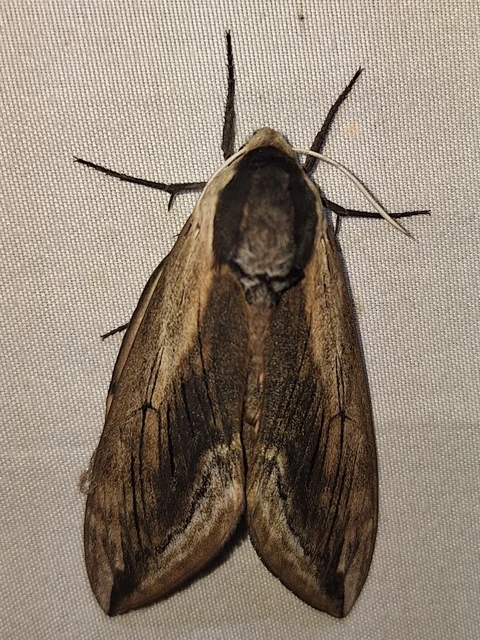 Sphinx ligustri - fagyalszender