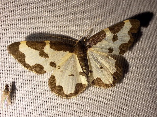 Lomaspilis marginata - szegélyes nyárfaaraszoló