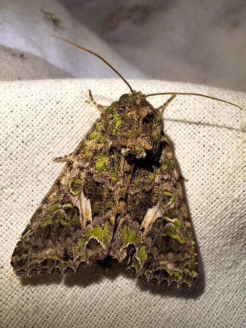 Trachea atriplicis - nyári zöldbagoly